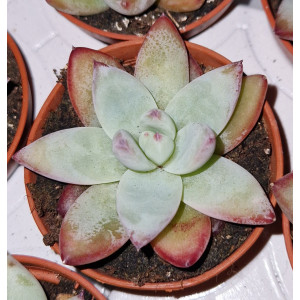 Suculenta - 5