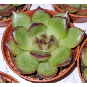 Suculenta - 5