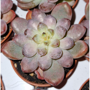 Suculenta - 5