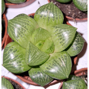 Suculenta - 5