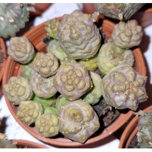 Suculenta Vaso 5