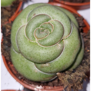 Suculenta - 5