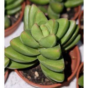 Suculenta - 5