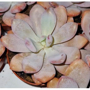 Suculenta Vaso 8