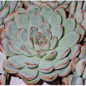 Suculenta Vaso 8