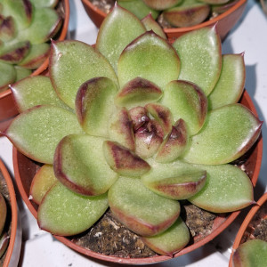 Suculenta Vaso 8