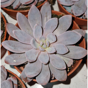 Suculenta Vaso 8