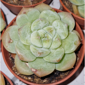 Suculenta Vaso 8