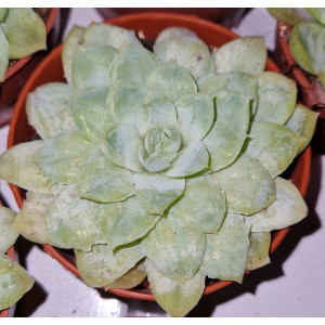 Suculenta Vaso 8
