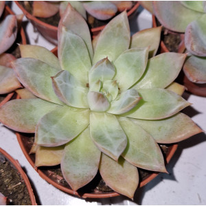 Suculenta Vaso 8