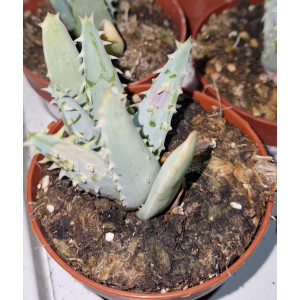 Suculenta Vaso 8