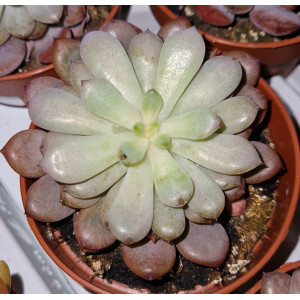 Suculenta Vaso 8