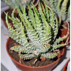 Suculenta Vaso 8