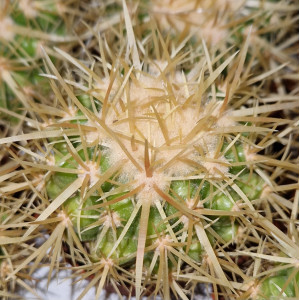 Cactus - 5