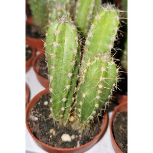 Cactus - 5