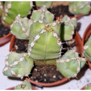 Cactus - 5