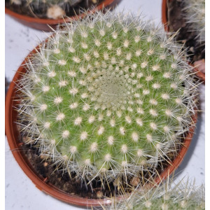Cactus - 5