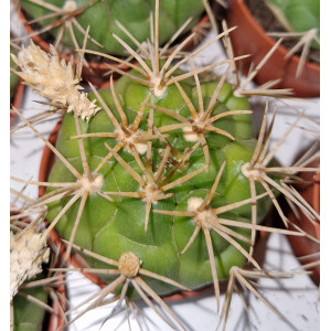 Cactus - 5