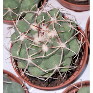 Cactus - 5