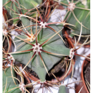 Cactus - 5