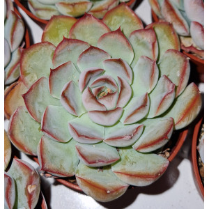 Suculenta Vaso 8