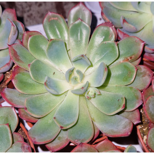 Suculenta Vaso 8