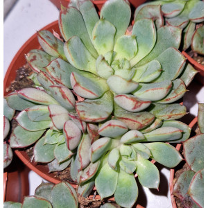Suculenta Vaso 8