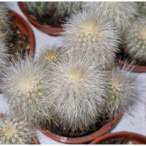 Cactus - 5