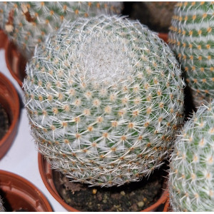Cactus - 5