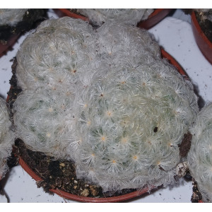 Cactus - 5