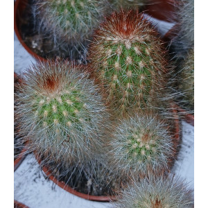 Cactus - 5