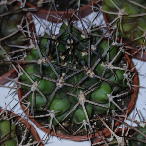 Cactus - 5