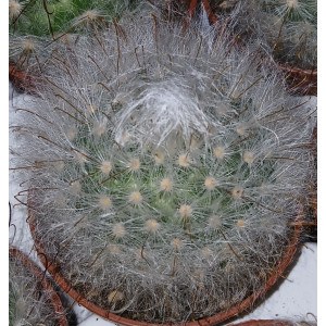 Cactus - 5