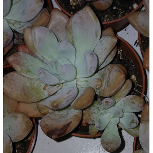 Suculenta Vaso 8