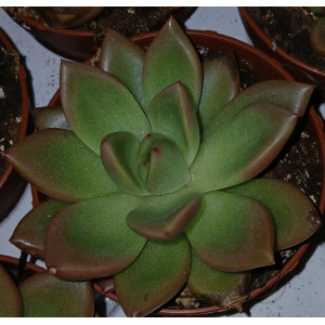Suculenta Vaso 8