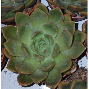 Suculenta Vaso 8