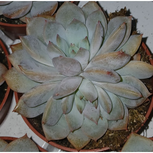 Suculenta Vaso 8