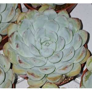 Suculenta Vaso 8