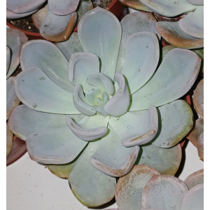 Suculenta Vaso 8