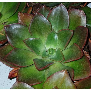 Suculenta Vaso 8