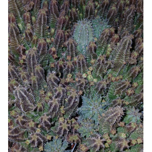Cactus - 8