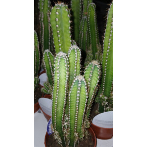 Cactus - 8