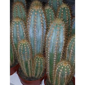 Cactus - 8