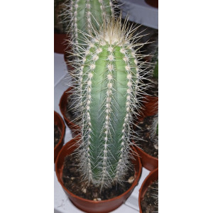 Cactus - 8