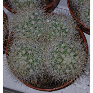 Cactus - 8