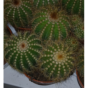 Cactus - 8