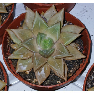 Suculenta Vaso 8
