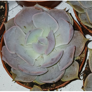 Suculenta Vaso 8