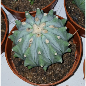 Cactus - 8