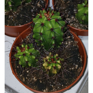 Cactus - 8
